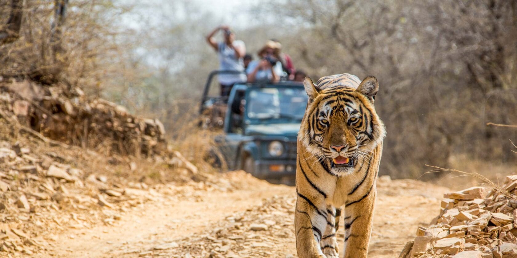 Safaris