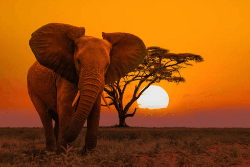 Safaris